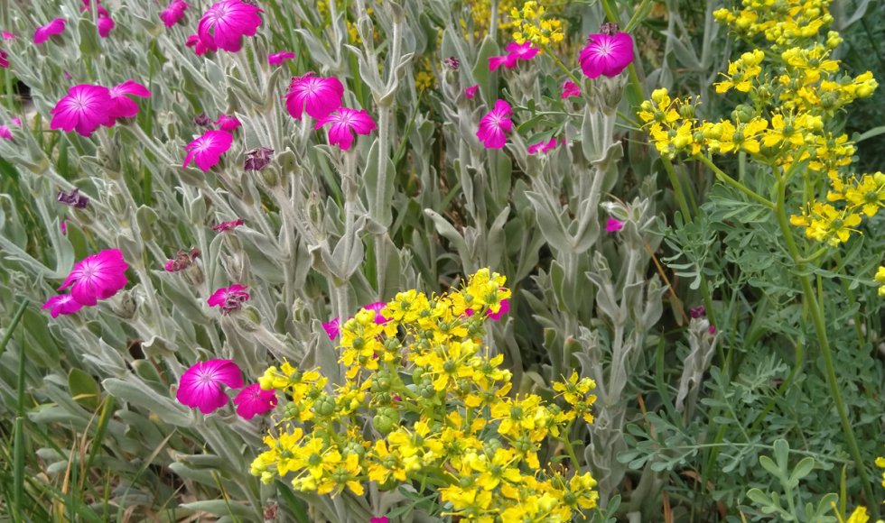 Edelsmid met Groene Vingers