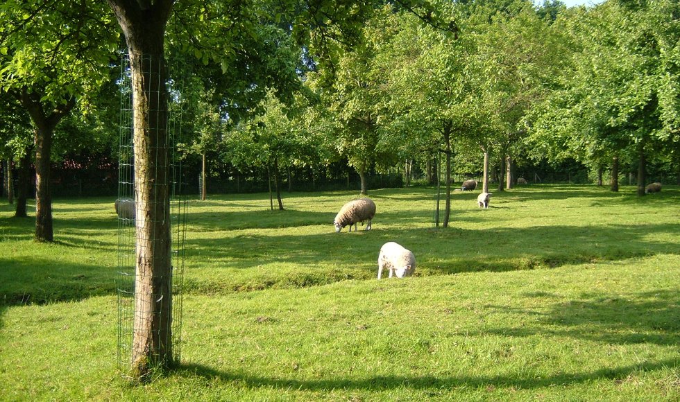 Berlaar_Doelvelden_Gerald Vereyken