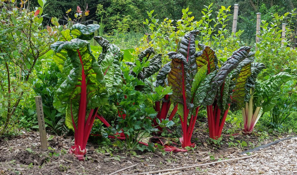 Brunssum De Grenstuin3