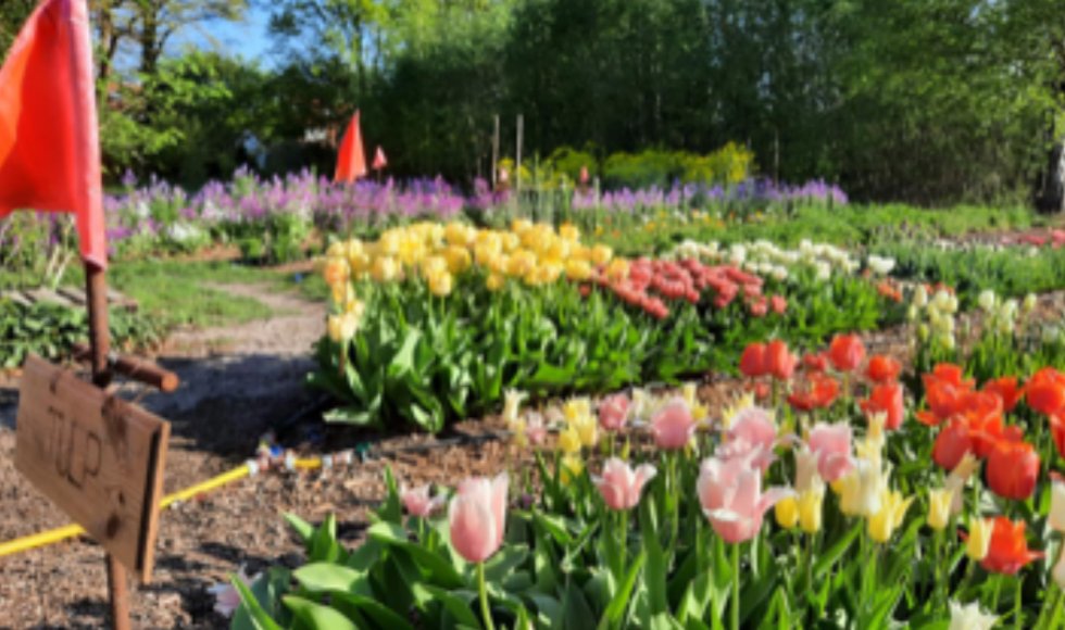 Kosmos - Slow Flower