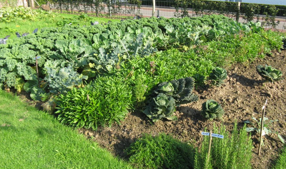 De Kwallef van Vliek