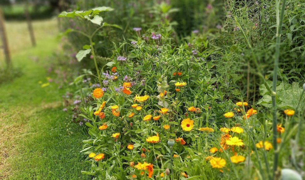 De Sier- en Moestuin Rond 't Creatief Nest
