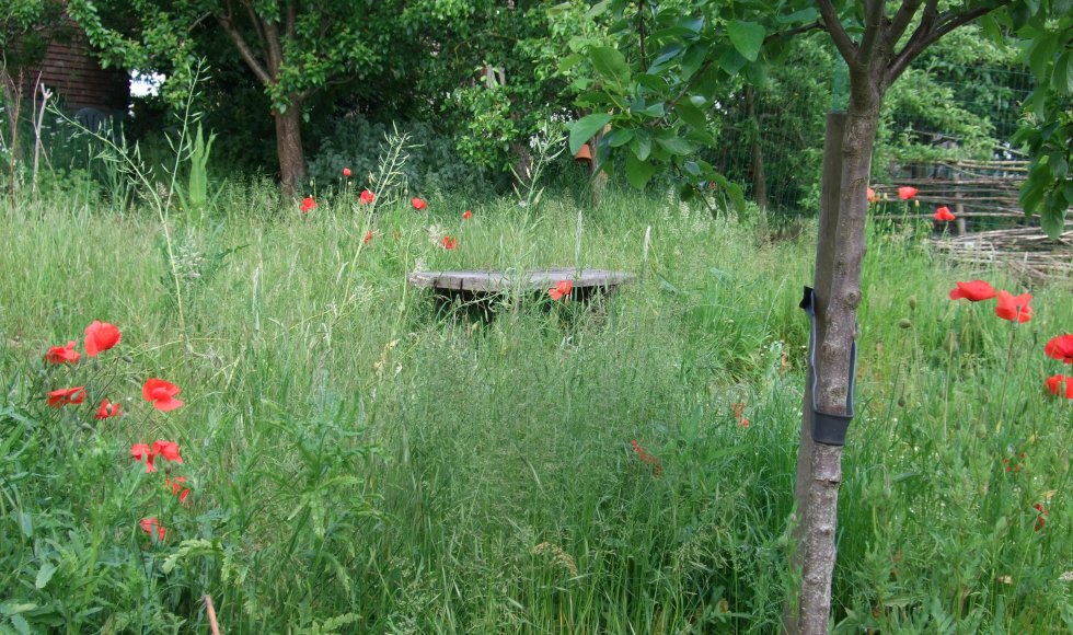 la maîtresse du vert