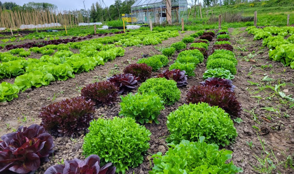 Maassluis Groentemeester 2