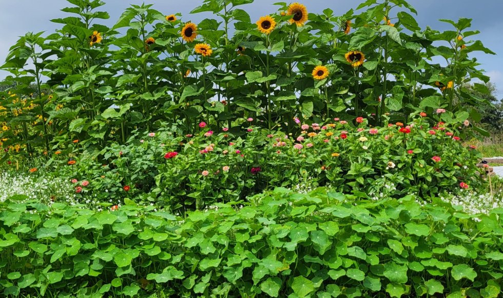 Maassluis Groentemeester 3