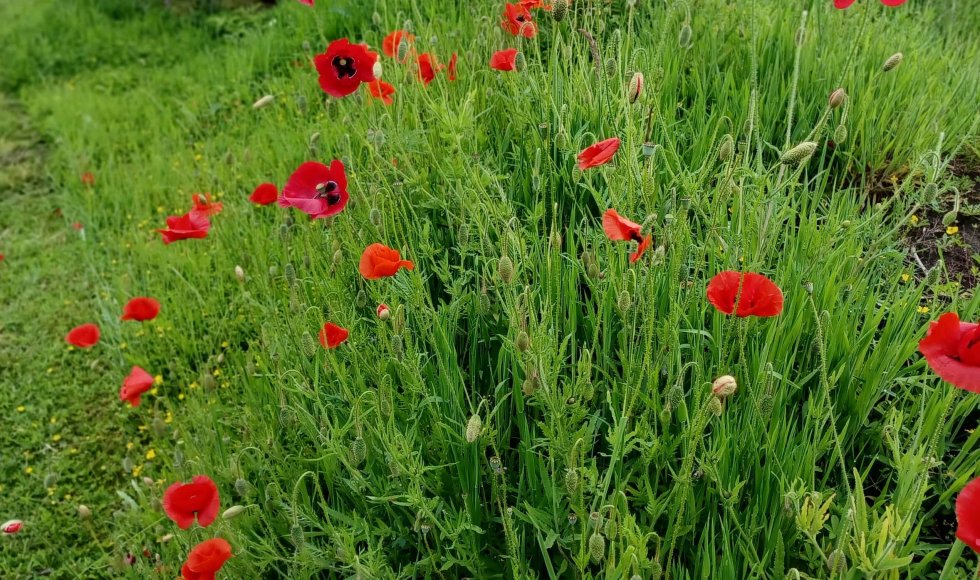 De Pinte Ecotuin van de familie Kips-Lippens 4