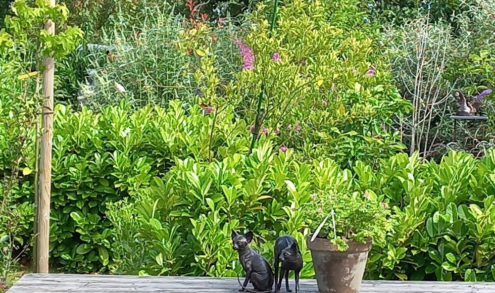 Desselgem garden of art 4