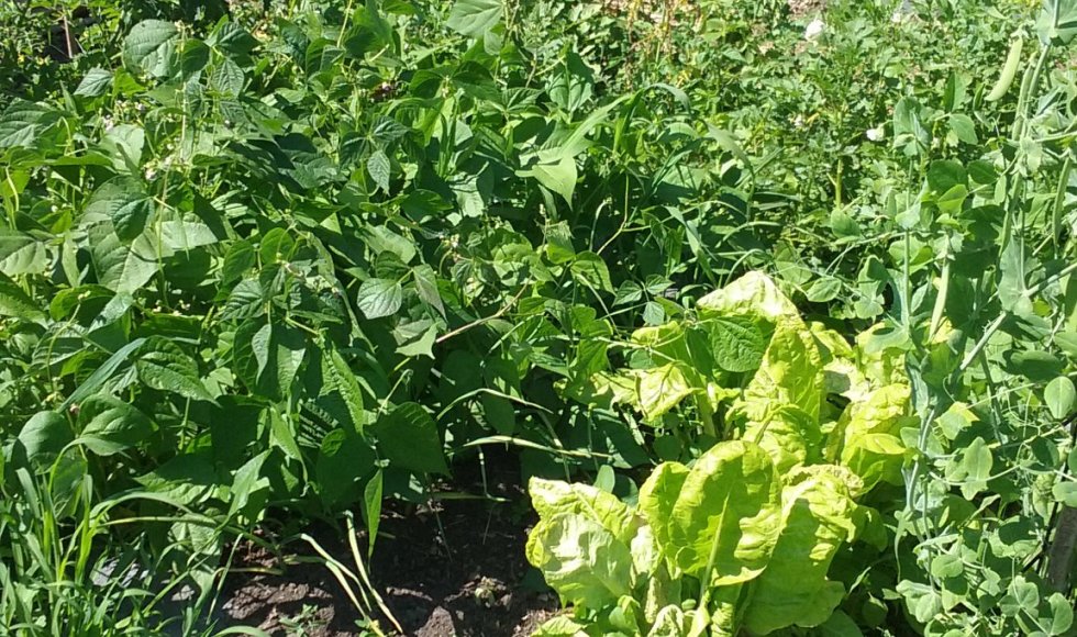 Hertenweide Diepenbeek