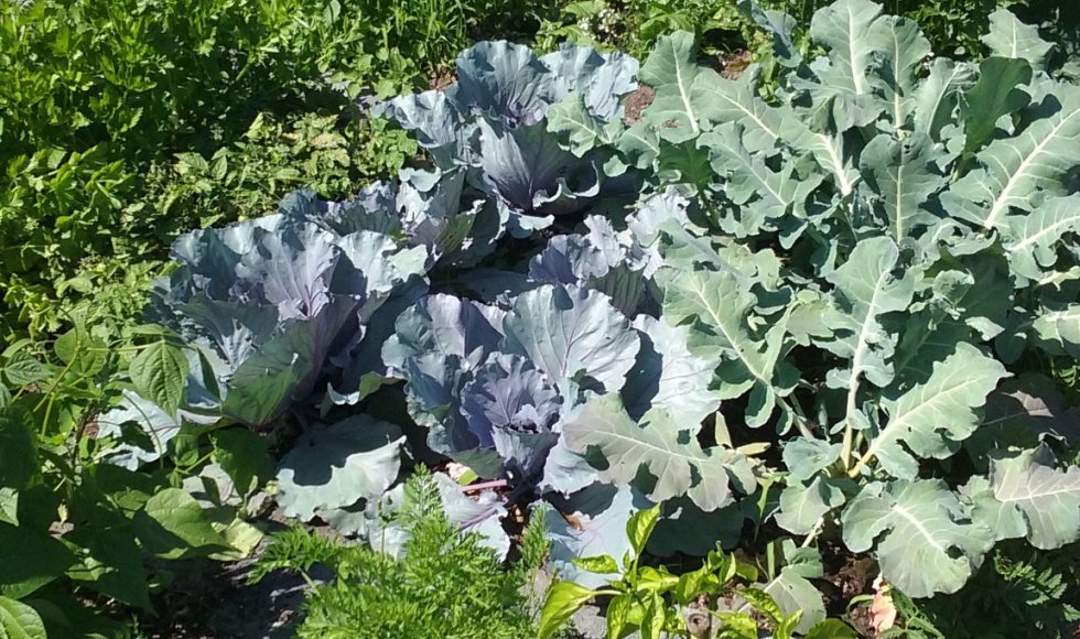 Hertenweide Diepenbeek