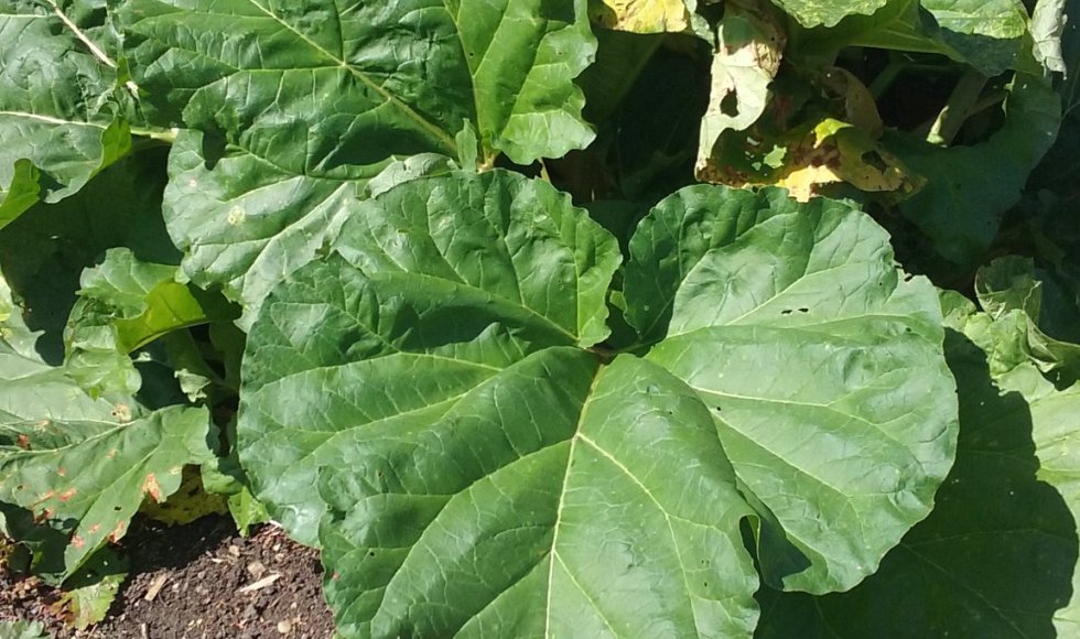 Hertenweide Diepenbeek