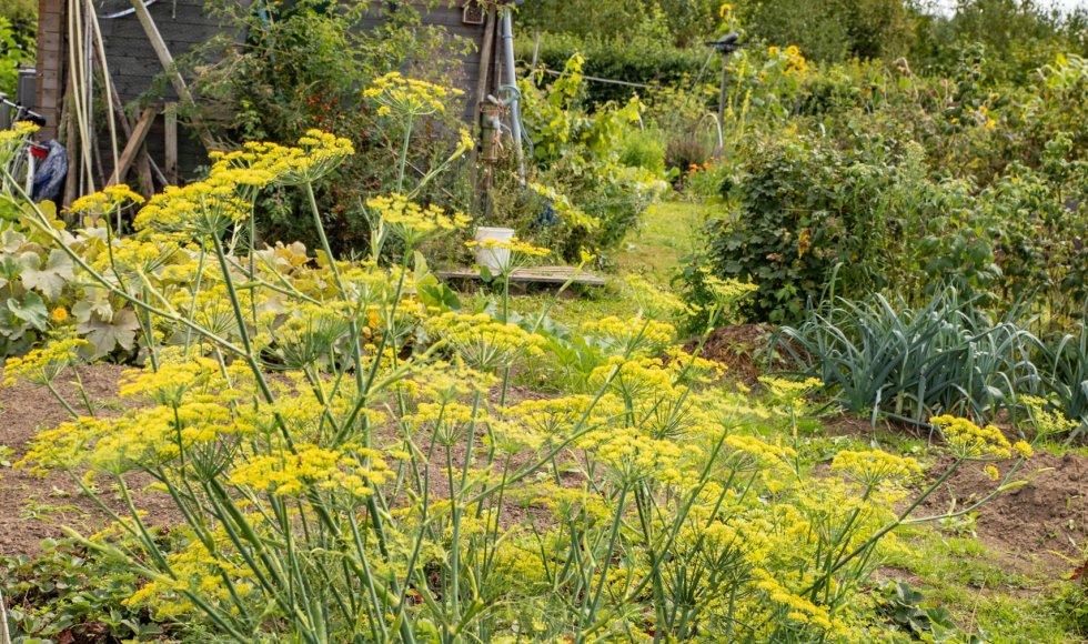 Samentuin Schootsveld