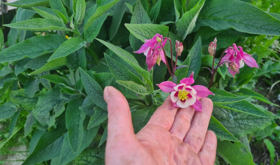 Emmy Meesters_Almere