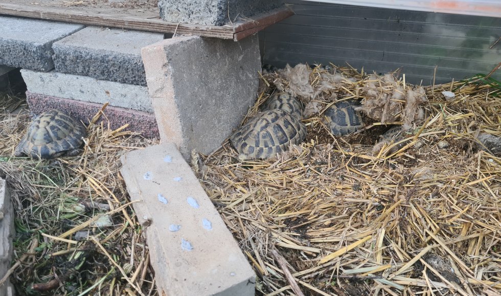 Emmy Meesters_Almere