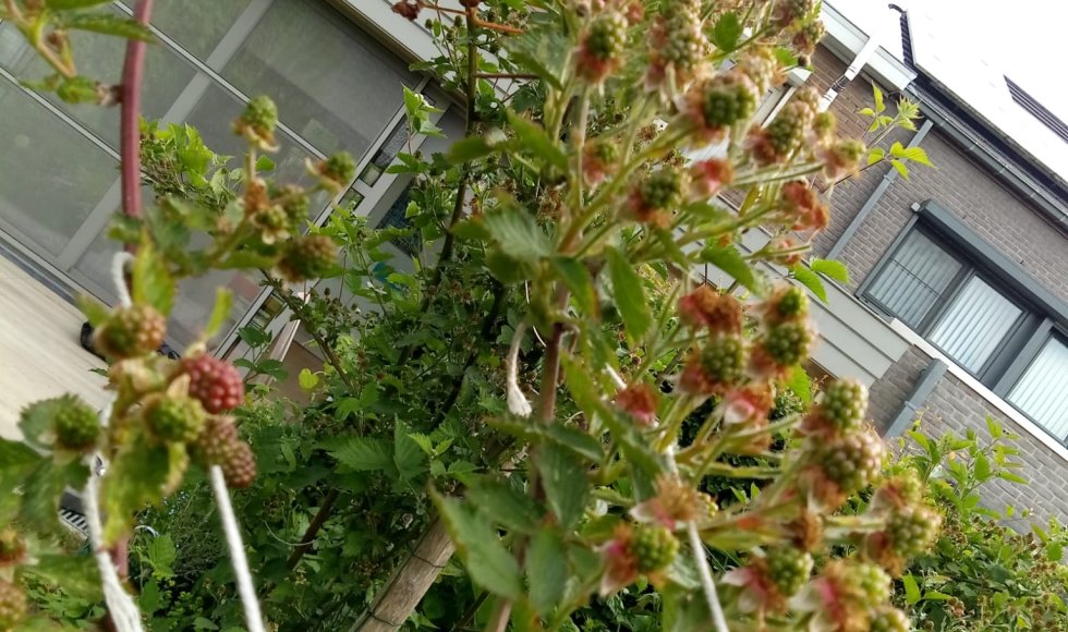 Erembodegem Kleine Smultuin 2