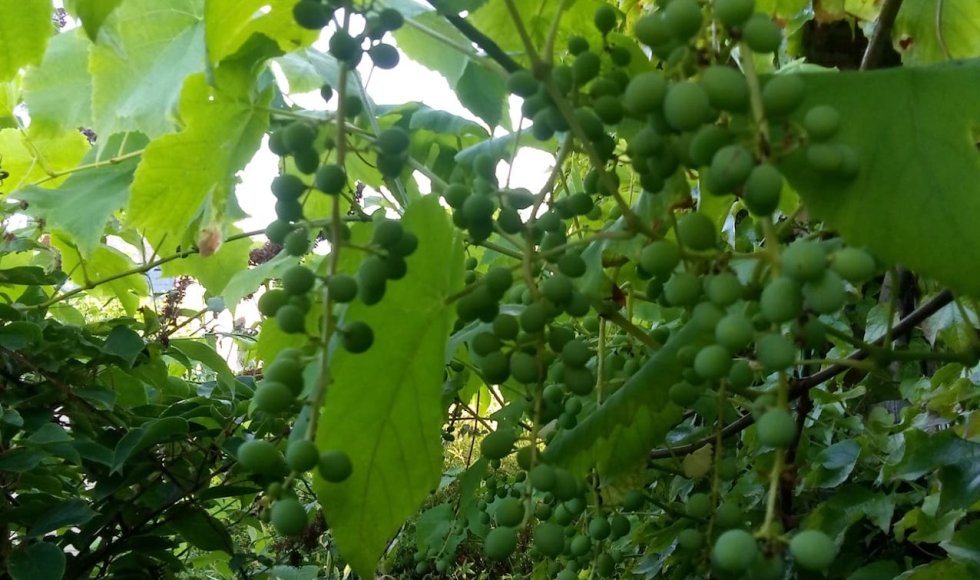 Erembodegem Kleine Smultuin 5