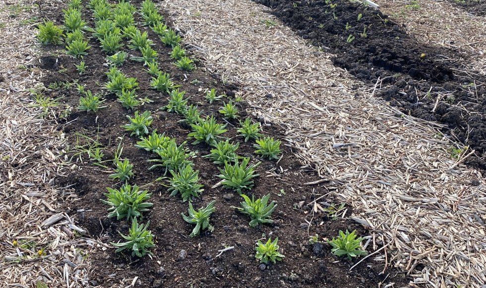 Evergem Pluktuin de Kolibrie 2