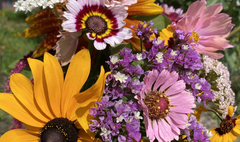 Evergem Pluktuin de Kolibrie 6