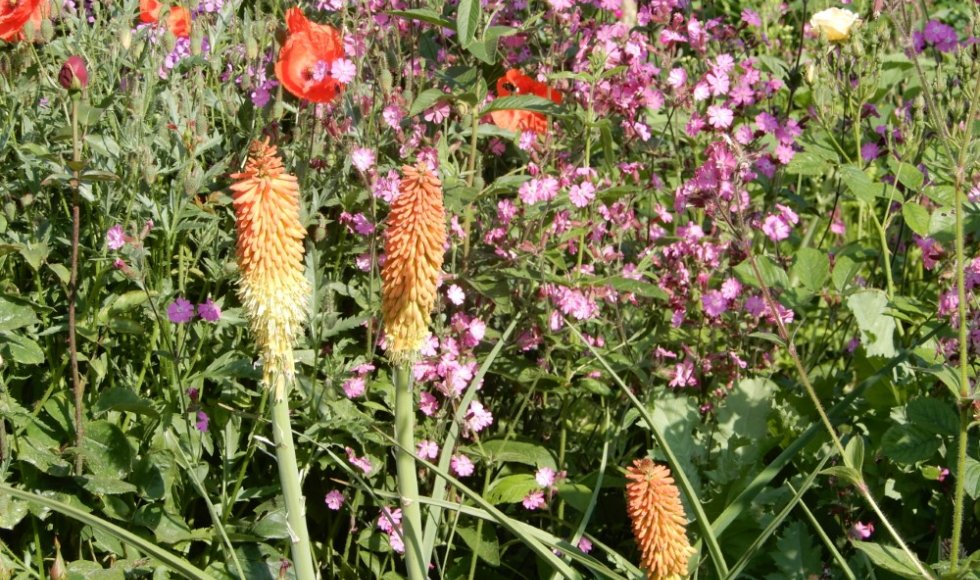 Gent Les Bégonias 3