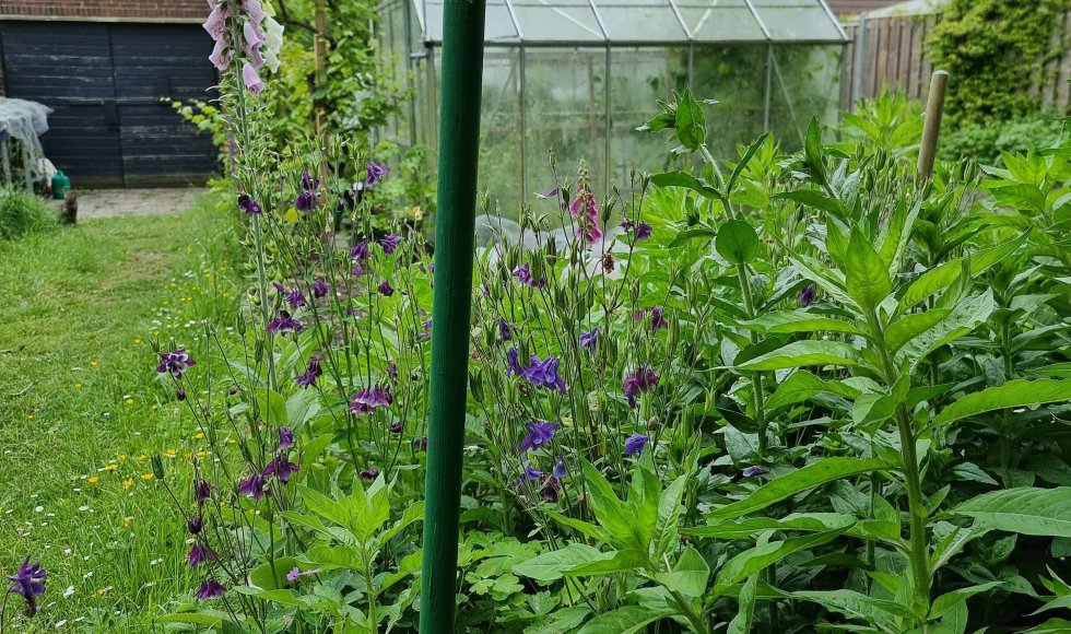 Goes Ecotuin van Mahima Sinke 1