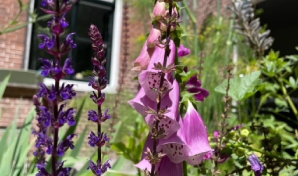 Hulste Tuin Lize en Steve 5