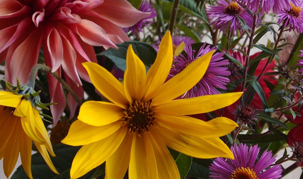 Grubbenvorst Kwekerij Lovendaal1