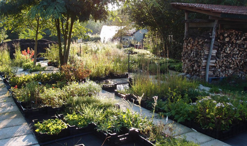 Grubbenvorst Kwekerij Lovendaal5