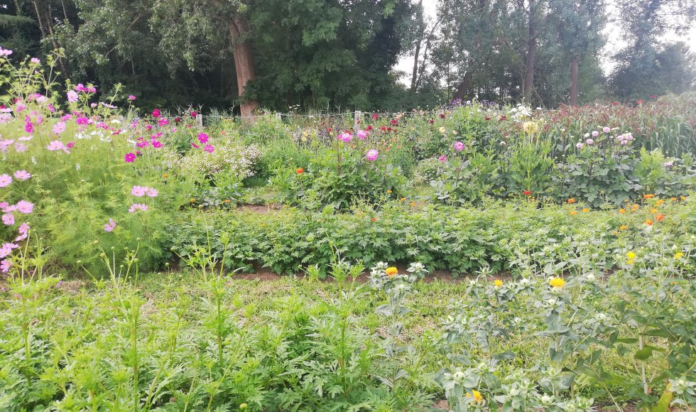 Halle Zoersel Mollenhoeve 5