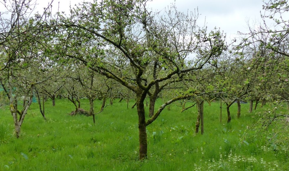 Wilhalla Zoersel Daniël Willaeys