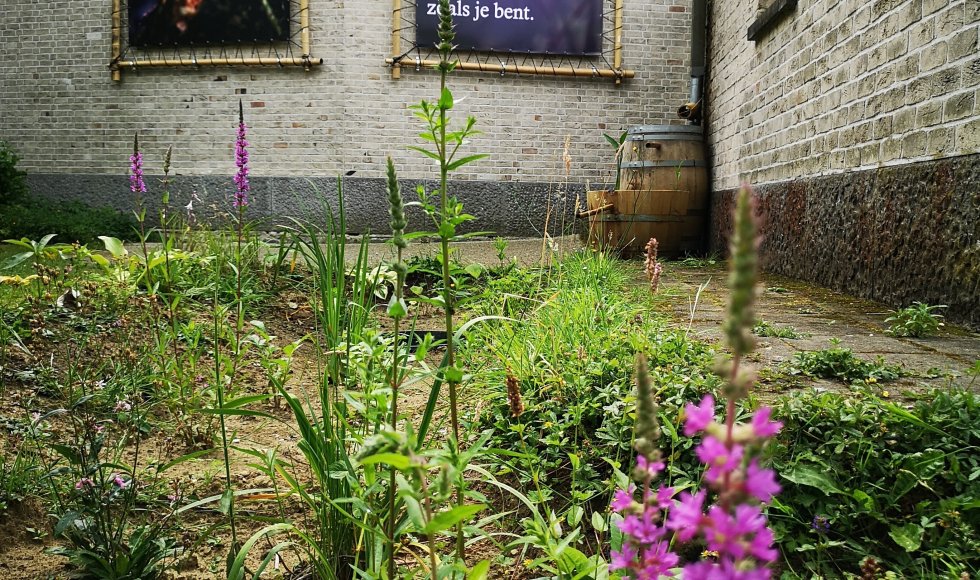 Erembodegem Hemelse Gaarde 7