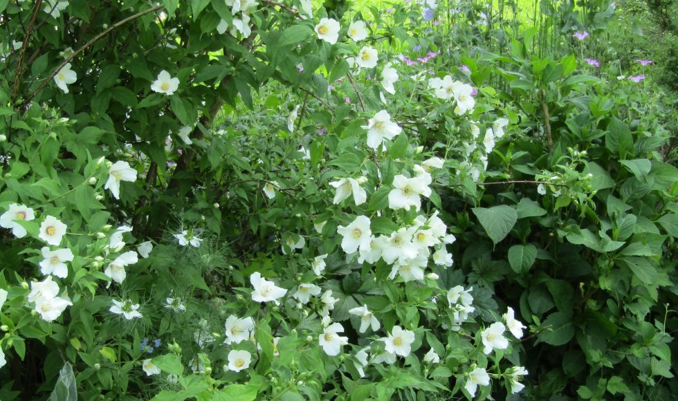 Herent Ecotuin van de familie Verschueren 5