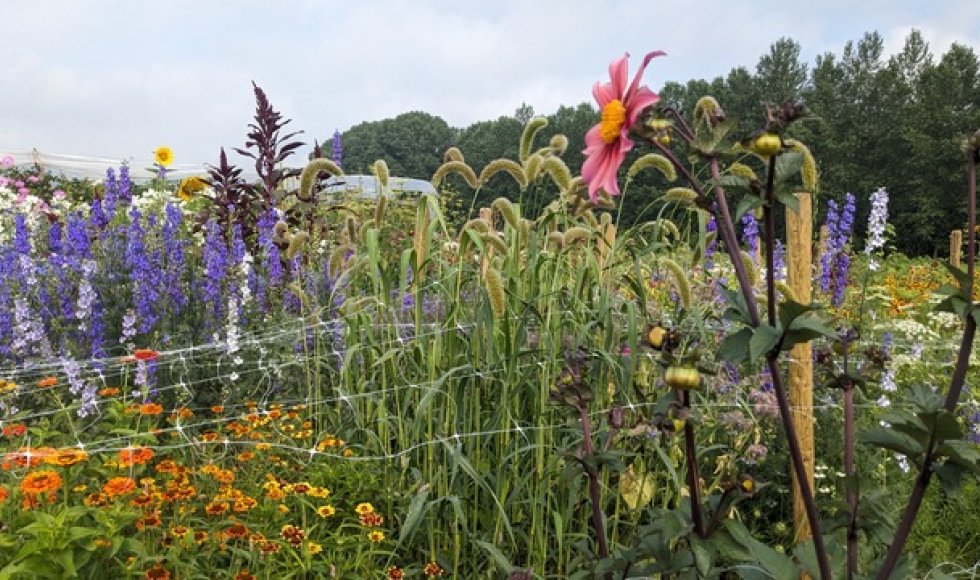 Herzele De Daalkouter fruitboerderij 4