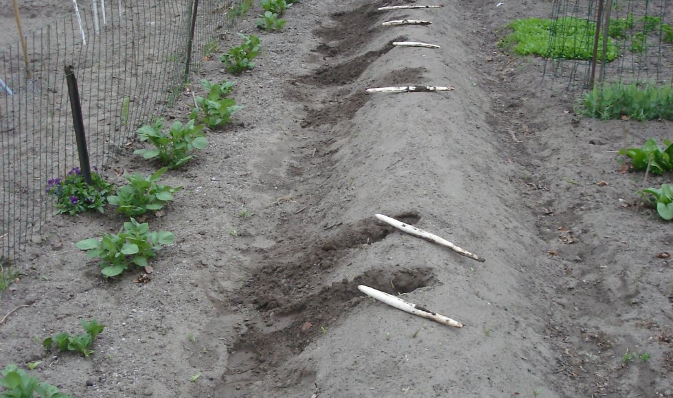 Hingene_Wielhof_Cis Peeters