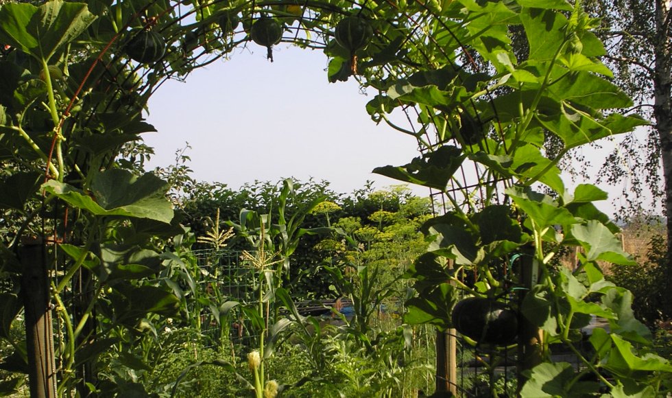 Tuin der wonderen