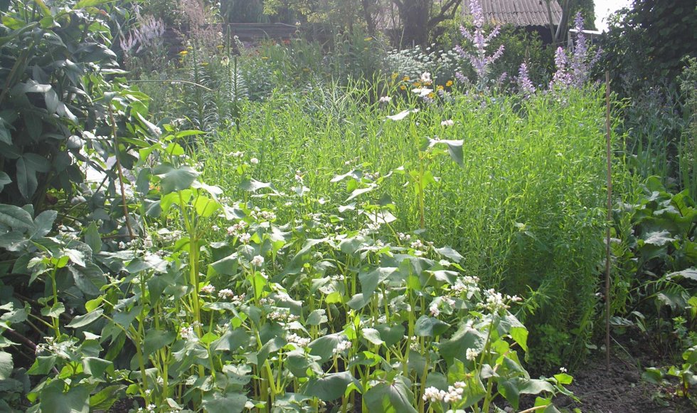 Tuin der wonderen