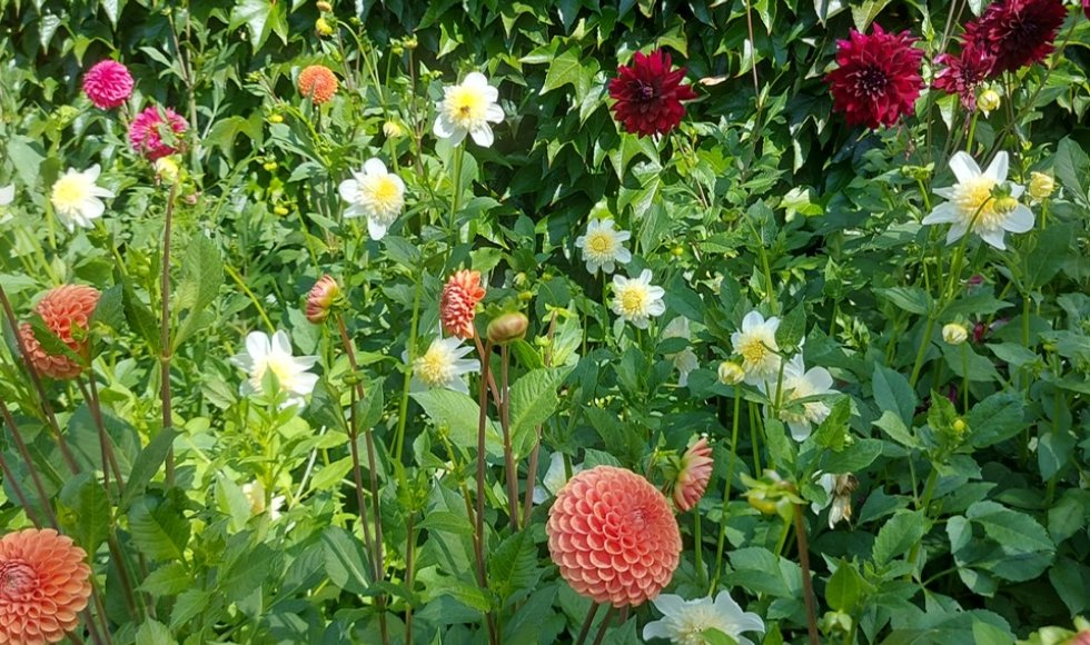 Hulste Tuin Lize en Steven 2