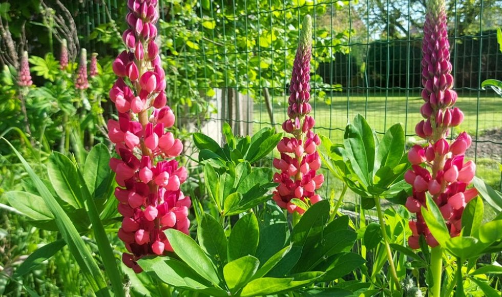 Hulste Tuin Lize en Steven 4