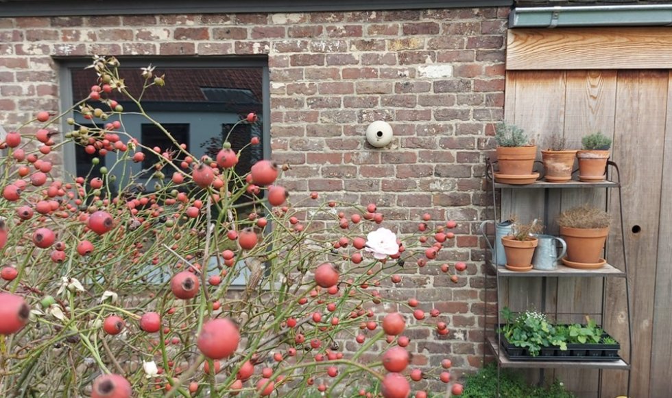 Hulste Tuin Lize en Steven 5