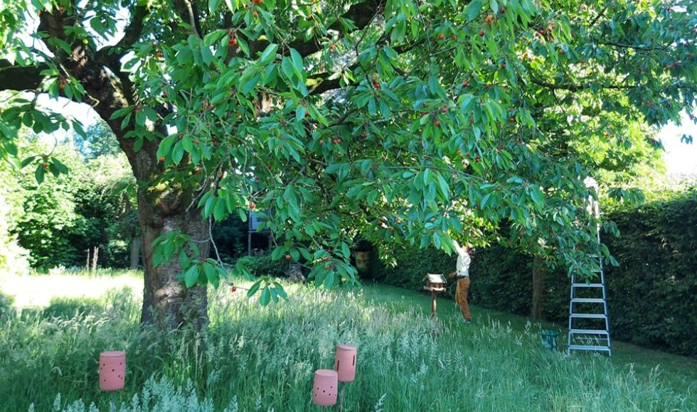 Hulste Tuin Lize en Steven 7