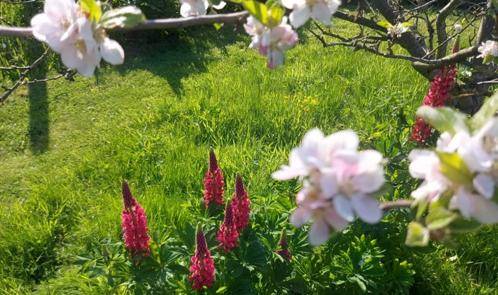 Hulste Tuin Lize en Steven 8