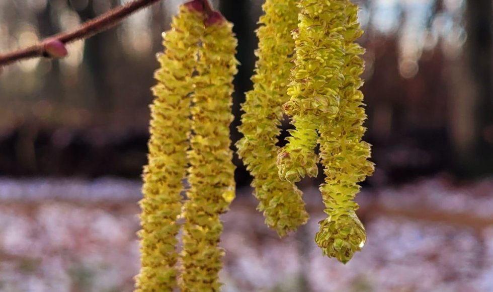 voedselbos patersveld