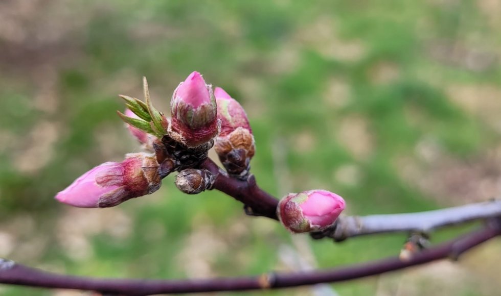 voedselbos patersveld