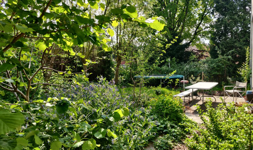 Stadstuin/voedselbos in Sint-Niklaas 2