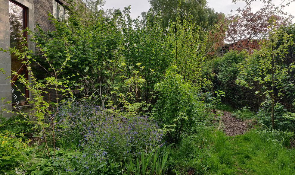 Stadstuin/voedselbos in Sint-Niklaas 1