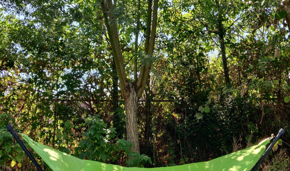 Stadstuin/voedselbos in Sint-Niklaas 6