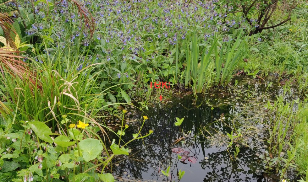 Stadstuin/voedselbos in Sint-Niklaas 5