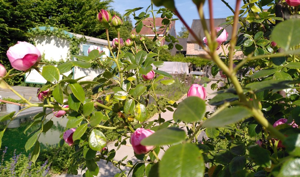 Kemzeke Pluk je Dag 5