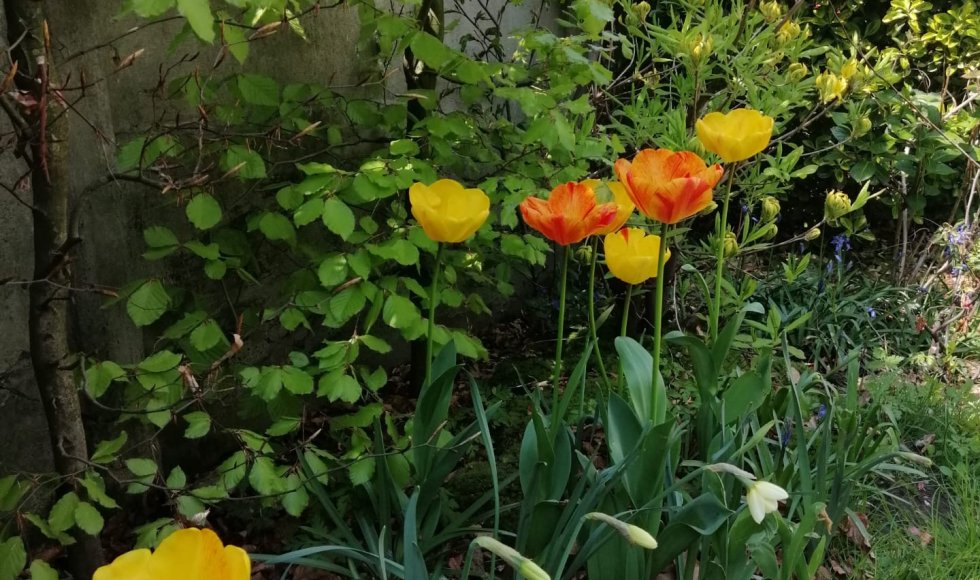 Grote Wlde Stadstuin