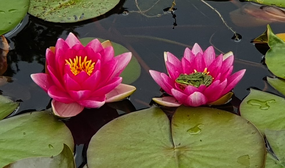 ecotuin met eetbare en vlindervriendelijke planten en bomen