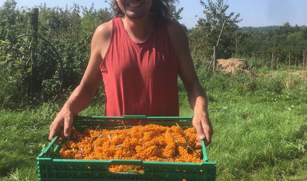 Voedselbos De Woudezel