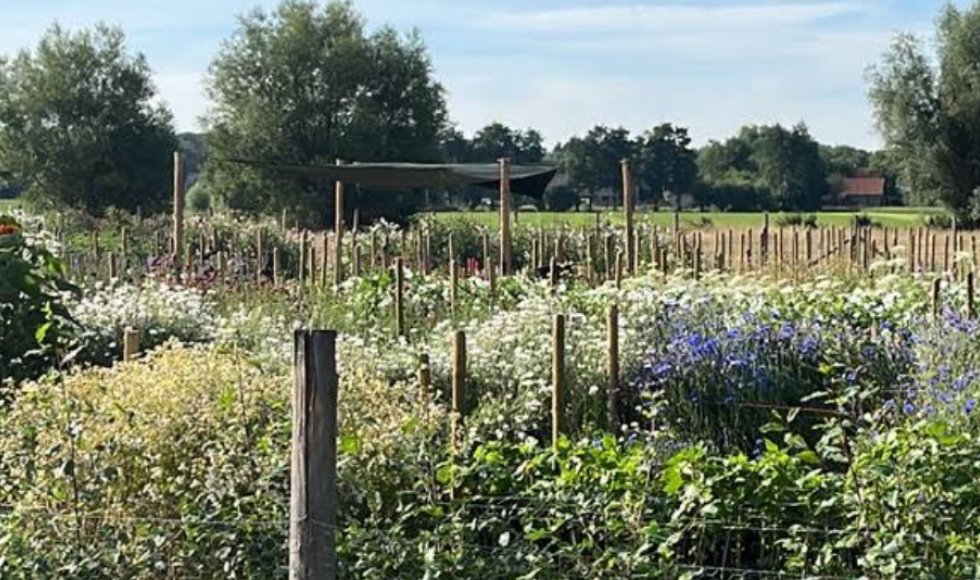 Bloementuin Rosephine